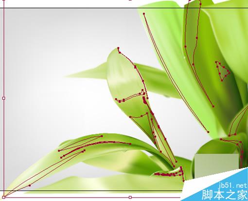 AI教程：用AI制作翠绿的树叶 脚本之家 AI教程