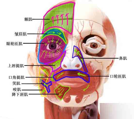 MAYA人头布线 脚本之家 MAYA建模教程