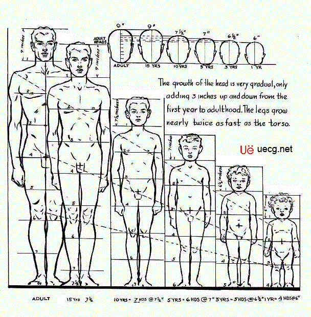 Maya角色建模基础――人体造型解剖学基础 脚本之家 MAYA建模教程