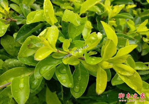 锤子M1和一加3买哪个好？锤子M1和一加3全面区别对比深度评测图解