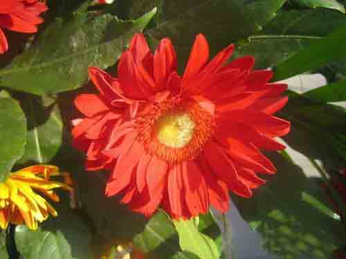 数码相机怎么拍出好看的红菊花?”