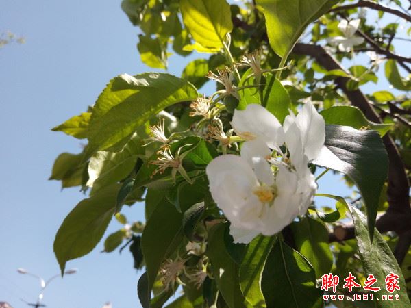 小辣椒A1值得买吗？小辣椒A1手机全面深度评测图解