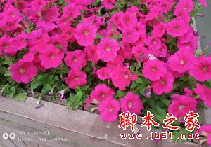 金立S10评测 硬件级实时虚化打造更美四摄