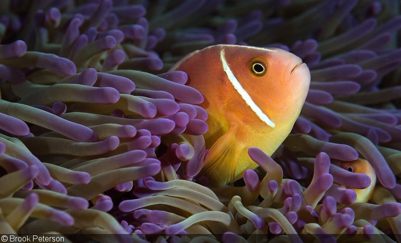 珊瑚礁鱼类摄影指南,新人必看”
