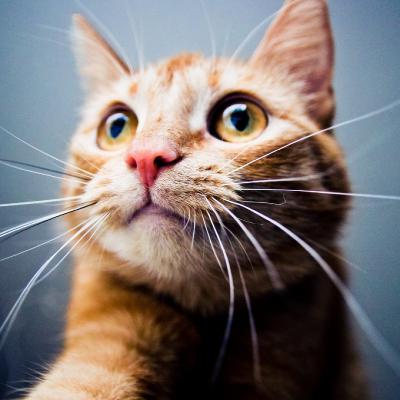 微信头像图片猫 男生图片