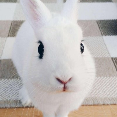 微信兔子头像,超萌可爱小兔子微信头像图片