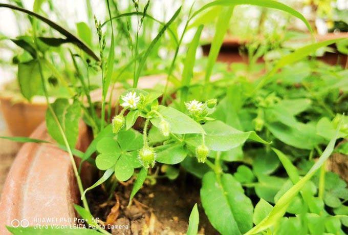 全像素8核对焦，打造影像力巅峰：华为P40 Pro+首发评测