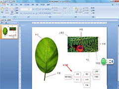 PPT怎么画树叶的结构名称图解? ppt画树叶的结构图的技巧