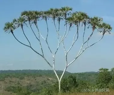 C语言二叉树的概念是什么及怎么使用