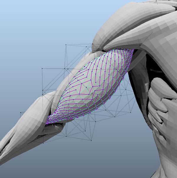 骨骼模拟插件下载 Maya生物肌肉骨骼模拟插件ziva vfx for maya 2022 V1.922 最新中文破解版(附破解文件+教程)