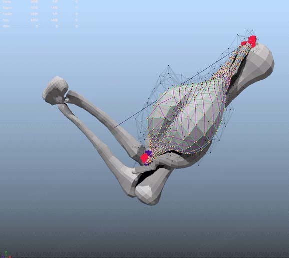 骨骼模拟插件下载 Maya生物肌肉骨骼模拟插件ziva vfx for maya 2022 V1.922 最新中文破解版(附破解文件+教程)