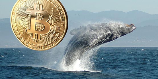 多只BTC巨鲸已转移6300枚比特币！价值达1.77亿美元