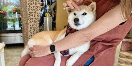 Doge主人新养柴犬Neiro霸占各公链Meme币榜！猫妹妹同名币GINNAN暴涨