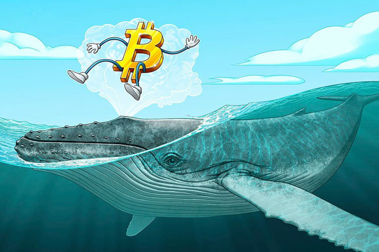 比特币巨鲸抛售11.5万枚BTC，创2022年中期以来最大抛售潮