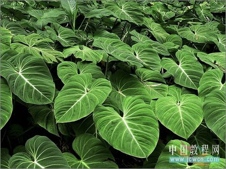 Photoshop模拟长到路边上的水草