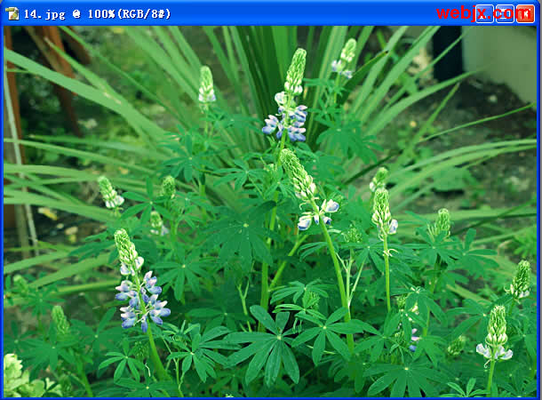 Photoshop教程：花卉更加嫩绿清晰