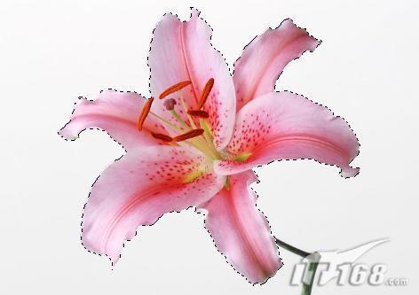 浪漫情怀PS制作特效“花儿”文字_脚本之家jb51.net网络转载(4)