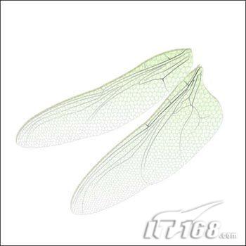 精妙绝伦Photoshop手绘蜻蜓翅膀(2)