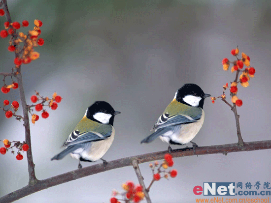 Photoshop教程:制作有趣的小鸟动画