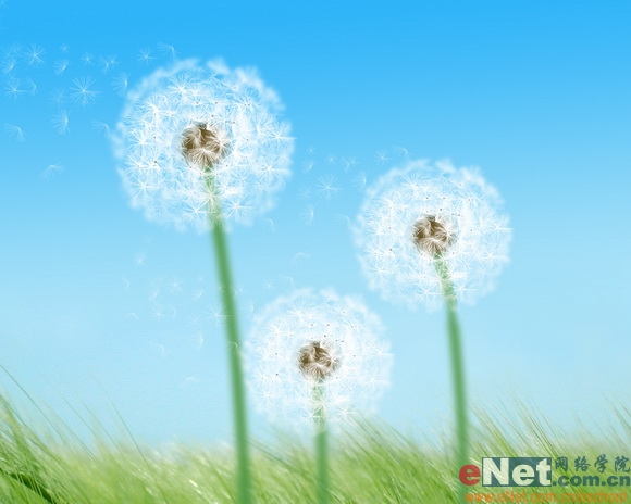 Photoshop教程:绘制美丽的蒲公英