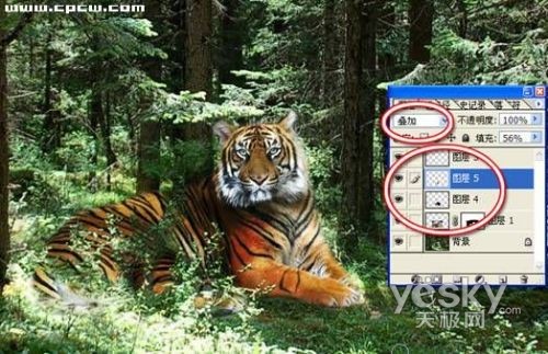 Photoshop图片合成实例:回归森林的老虎