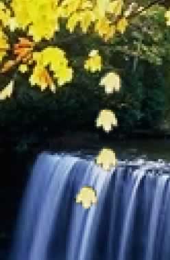 Photoshop制作秋风吹落树上的叶子动画