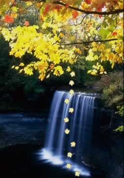 Photoshop制作秋风吹落树上的叶子动画