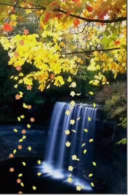 Photoshop制作秋风吹落树上的叶子动画