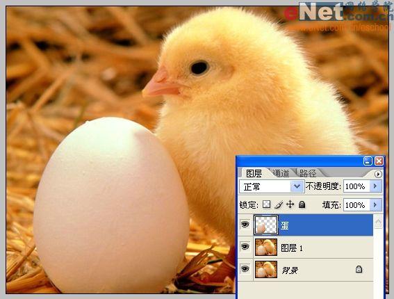 Photoshop合成“蛋壳里的小鸡”