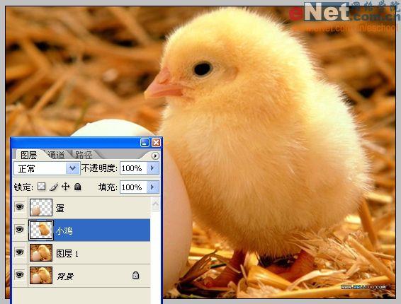 Photoshop合成“蛋壳里的小鸡”