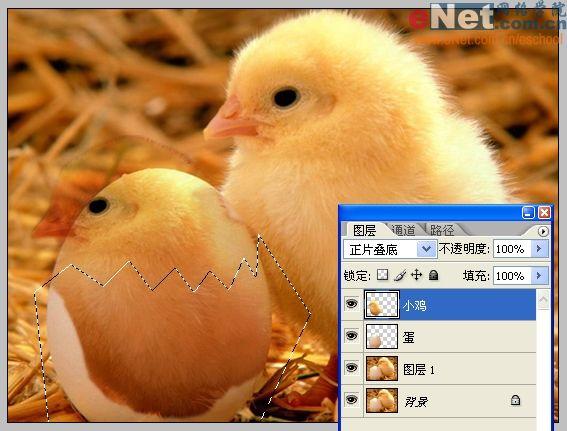 Photoshop合成“蛋壳里的小鸡”