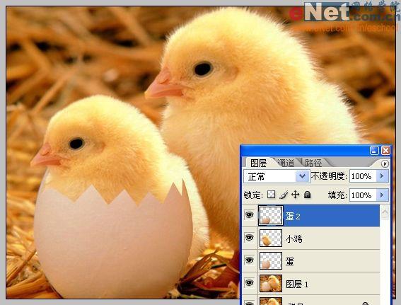 Photoshop合成“蛋壳里的小鸡”