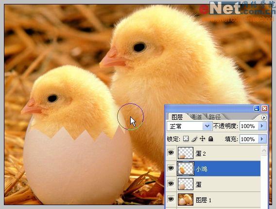Photoshop合成“蛋壳里的小鸡”