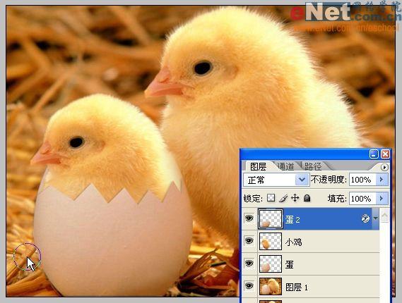 Photoshop合成“蛋壳里的小鸡”