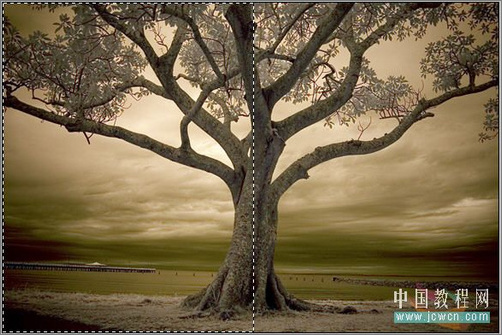 Photoshop调色：树木照片的冷暖色调