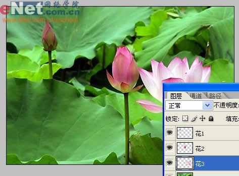 Photoshop与IR打造荷花盛开动画