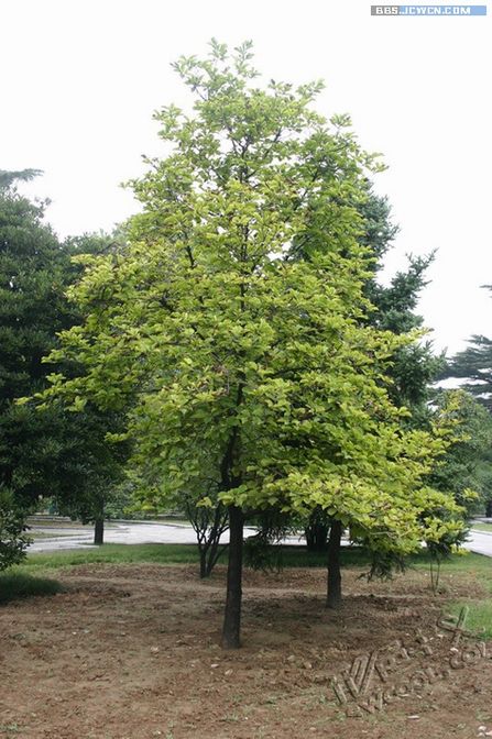 脚本之家jb51.net整理