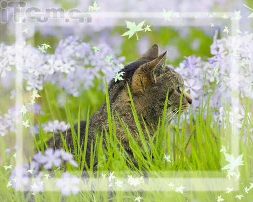 Photoshop新手教程：添加相框及签名