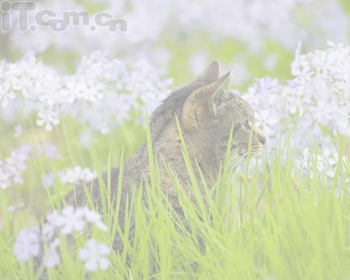 Photoshop新手教程：添加相框及签名