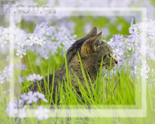 Photoshop新手教程：添加相框及签名