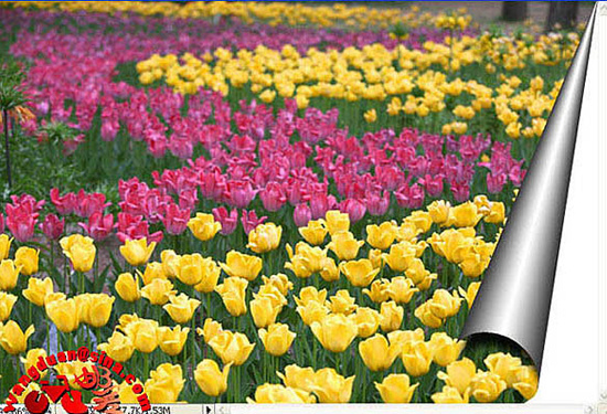 Photoshop制作图片卷页效果