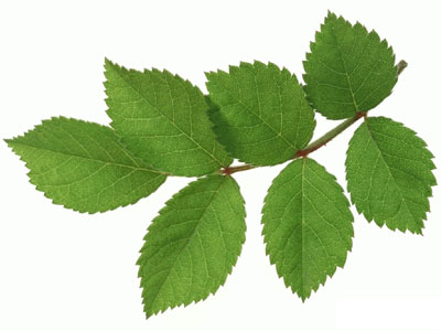 Photoshop制作古典韵味的MM签名特效_脚本之家jb51.net