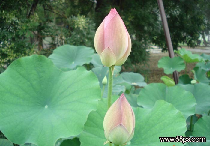 Photoshop制作国色天香美女