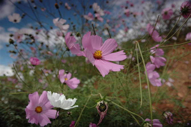 Photoshop 打造一张橙黄色的野花图片