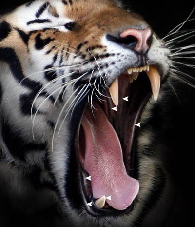 Photoshop 巧妙的消除背景突出主体