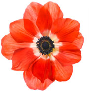 Photoshop 清爽简洁的签名效果