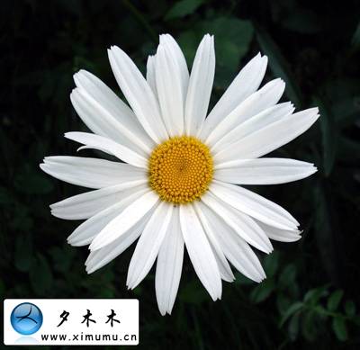 Photoshop 花纹装饰的立体字