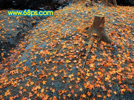 Photoshop 一幅橙黄的落叶图