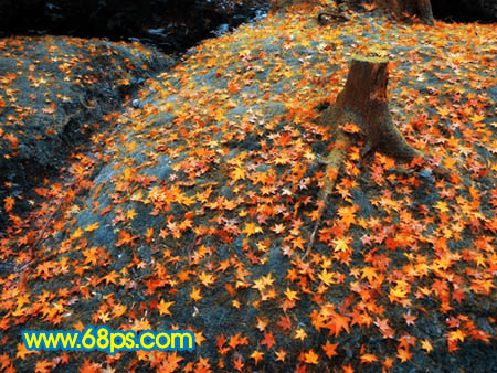 Photoshop 一幅橙黄的落叶图