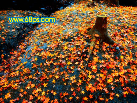 Photoshop 一幅橙黄的落叶图